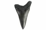 Fossil Broad-Toothed Mako Tooth - South Carolina #172064-1